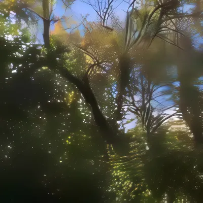20220101 Alex Fischer trinity tree.mp4